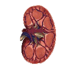 Blood Urea