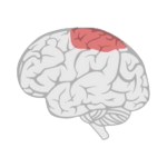 Cerebral Palsy