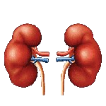 Kidney Failure