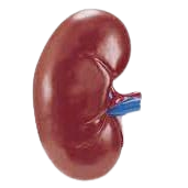 Kidney Swelling